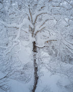 Guided Ski Trip to Niseko, Japan | Limited spots available till October 2025