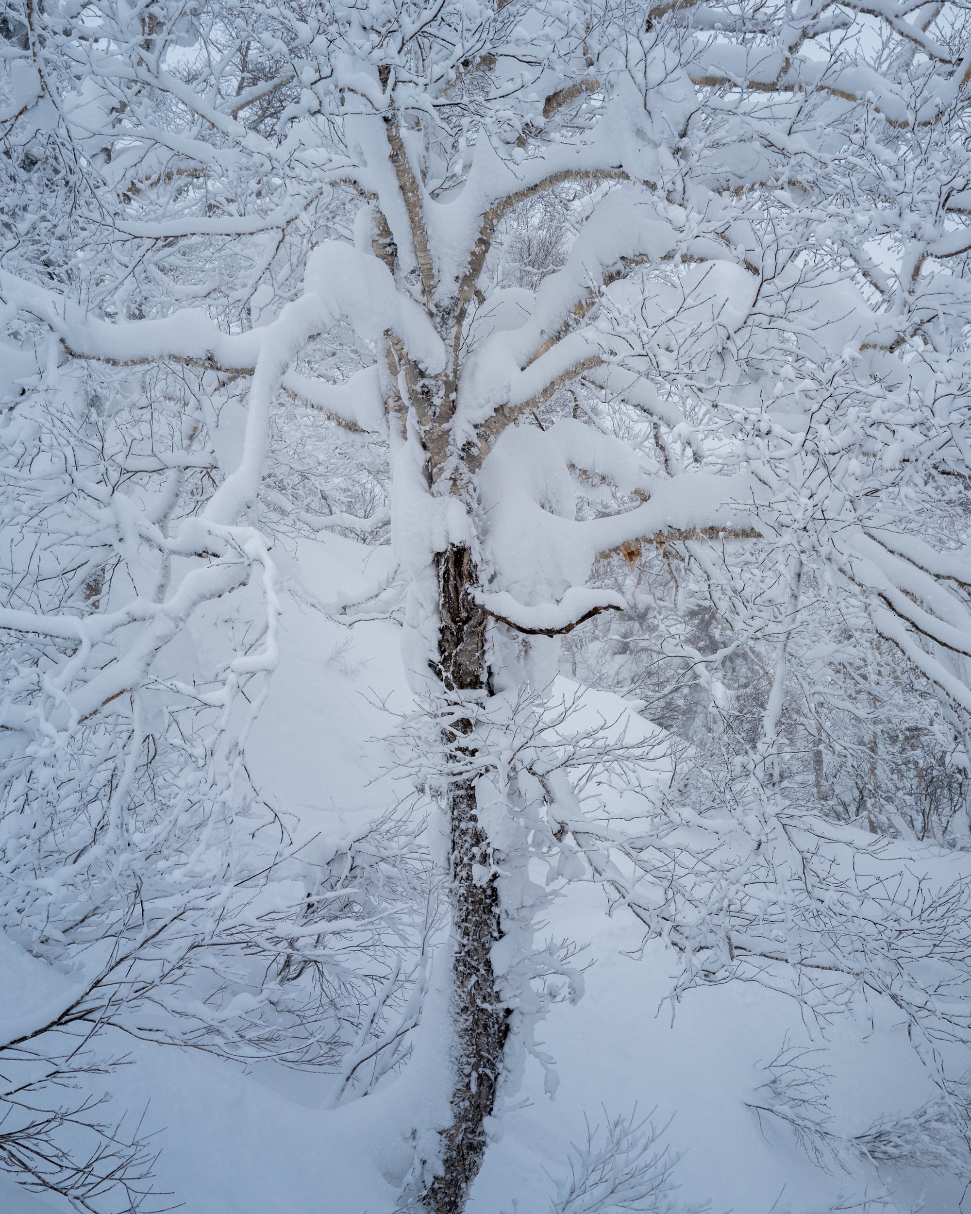 Guided Ski Trip to Niseko, Japan | Limited spots available till October 2025