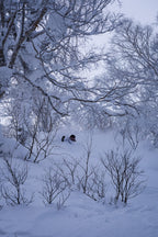 Backcountry powder skiing tree run, Niseko Japan