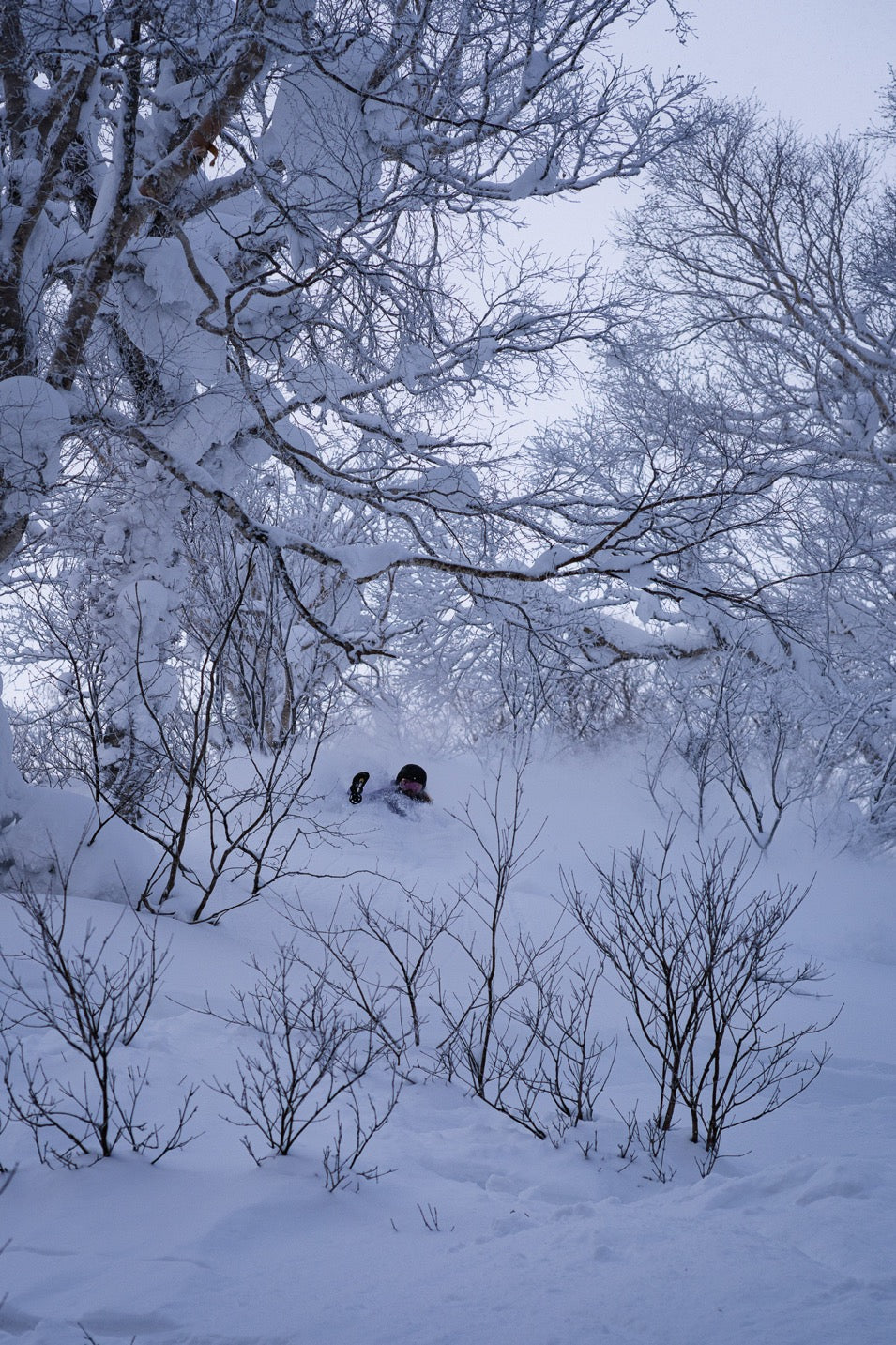 Backcountry powder skiing tree run, Niseko Japan