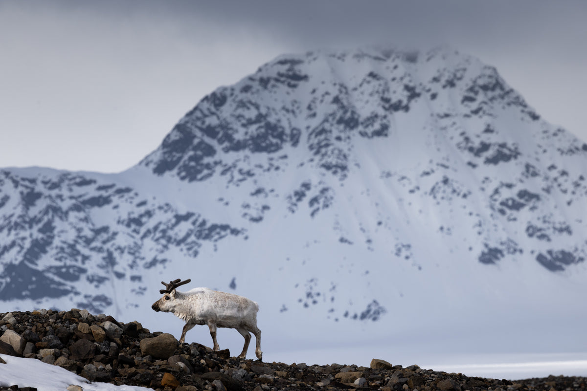 Sail & Ski Svalbard private yacht ski expedition