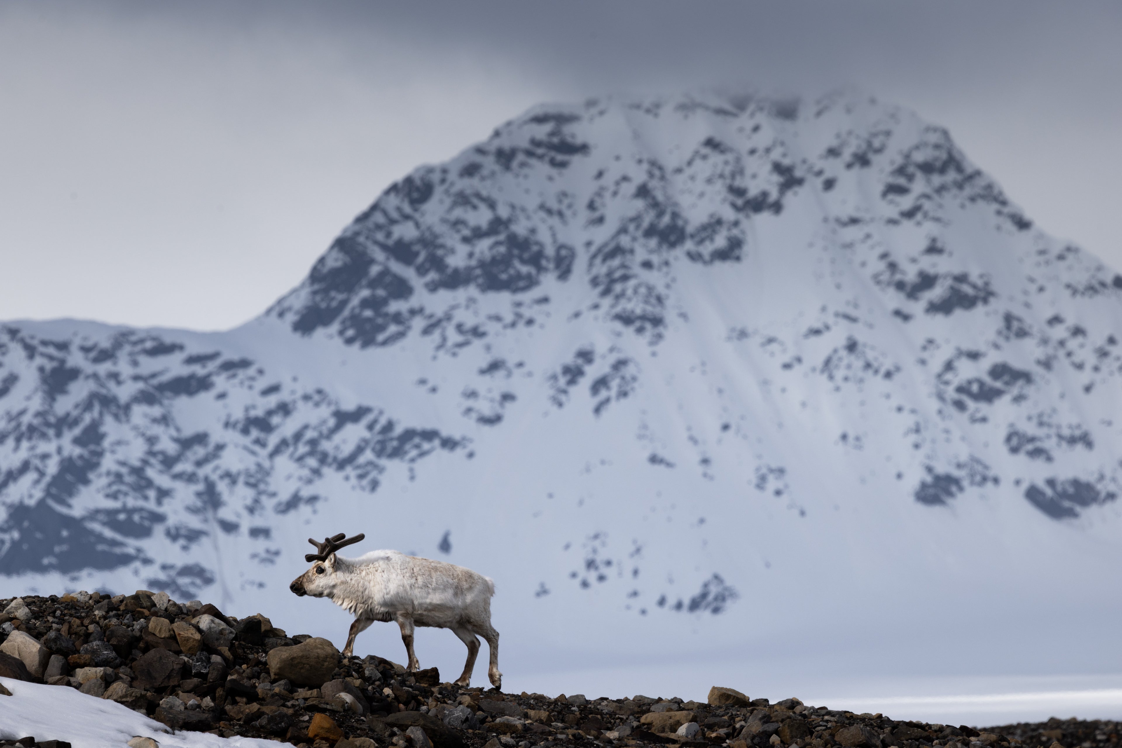 7-Day A "money-can’t-buy" experience in Svalbard incl. Photo Workshop