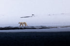 7-Day A "money-can’t-buy" experience in Svalbard incl. Photo Workshop