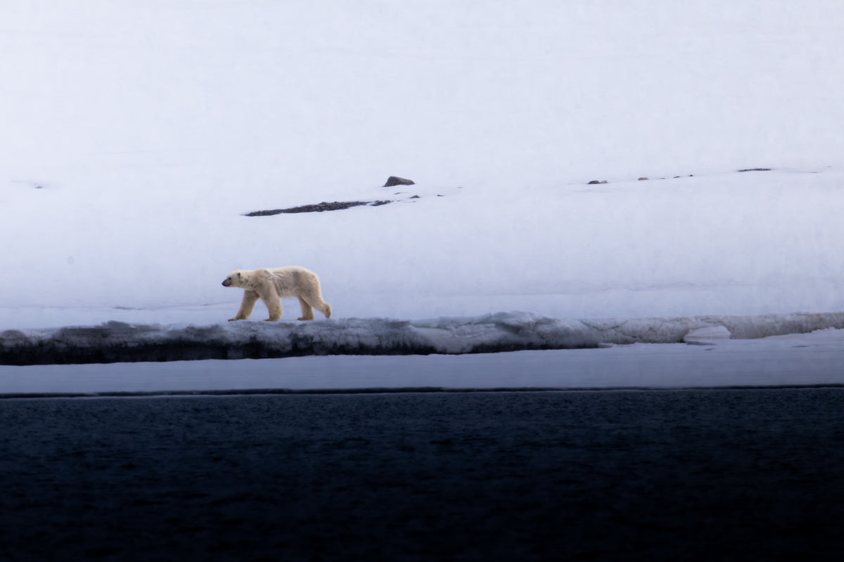 Sail & Ski Svalbard private yacht ski expedition