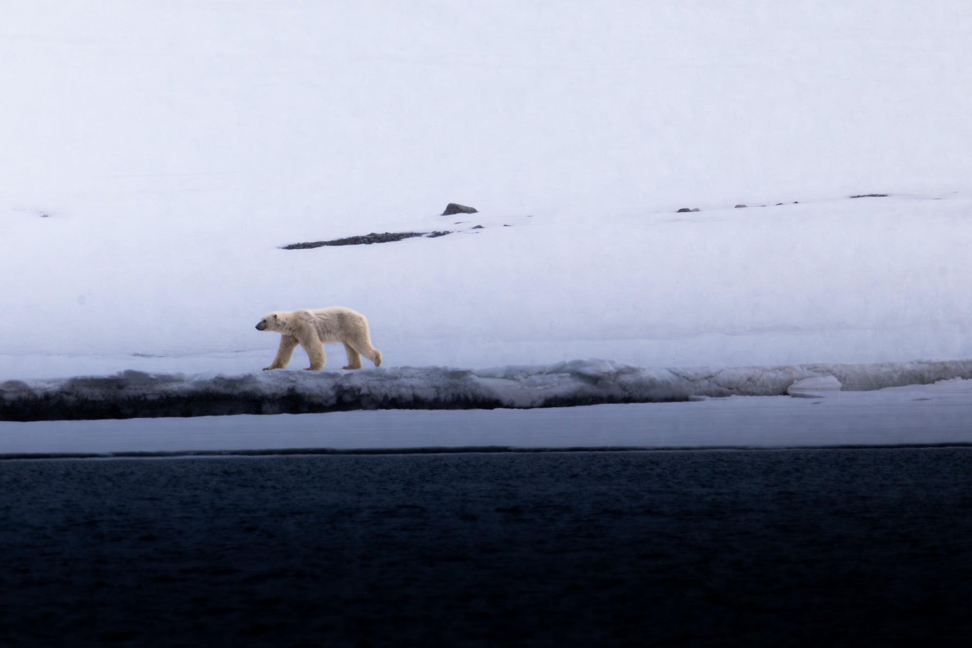 7-Day A "money-can’t-buy" experience in Svalbard incl. Photo Workshop