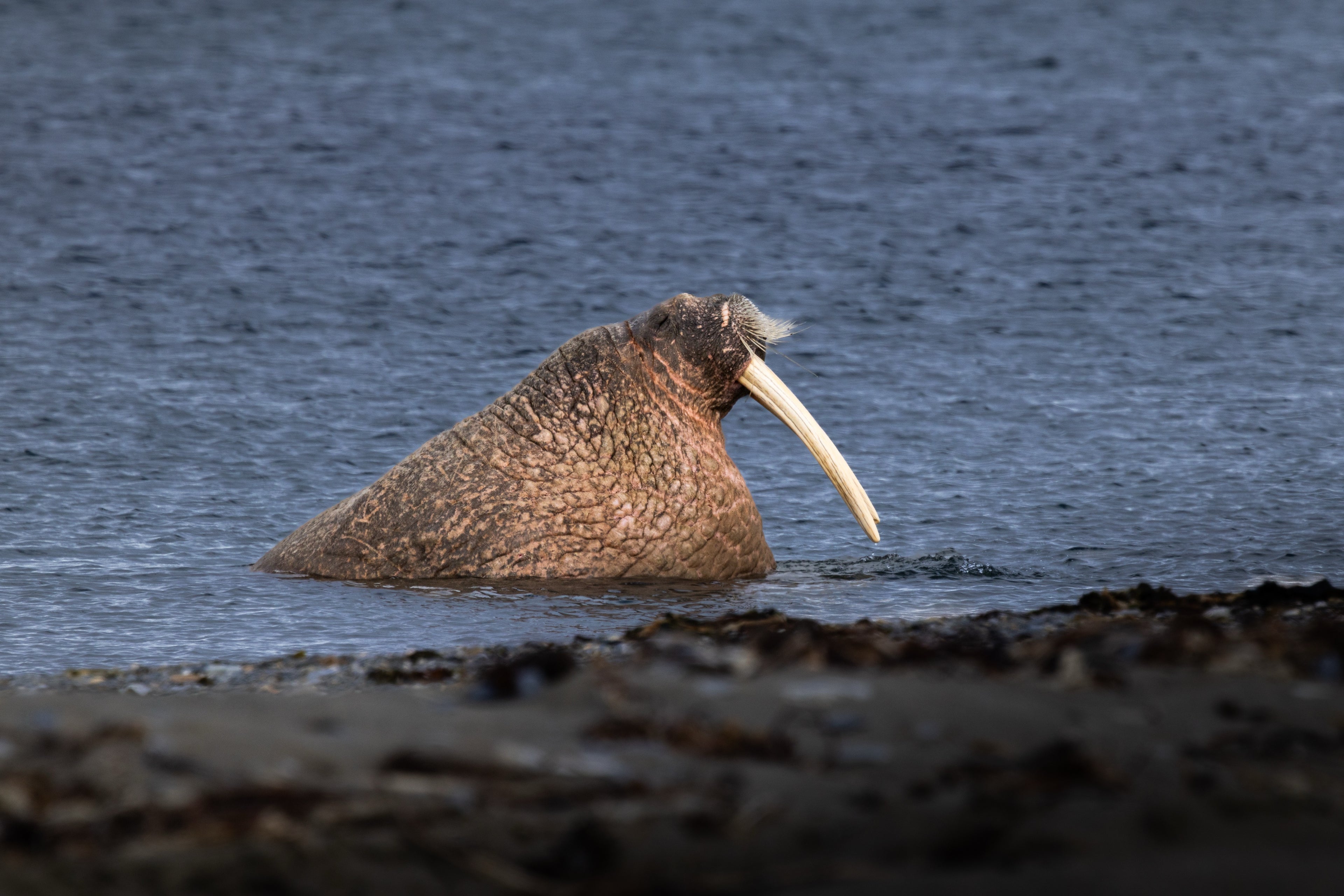 7-Day A "money-can’t-buy" experience in Svalbard incl. Photo Workshop