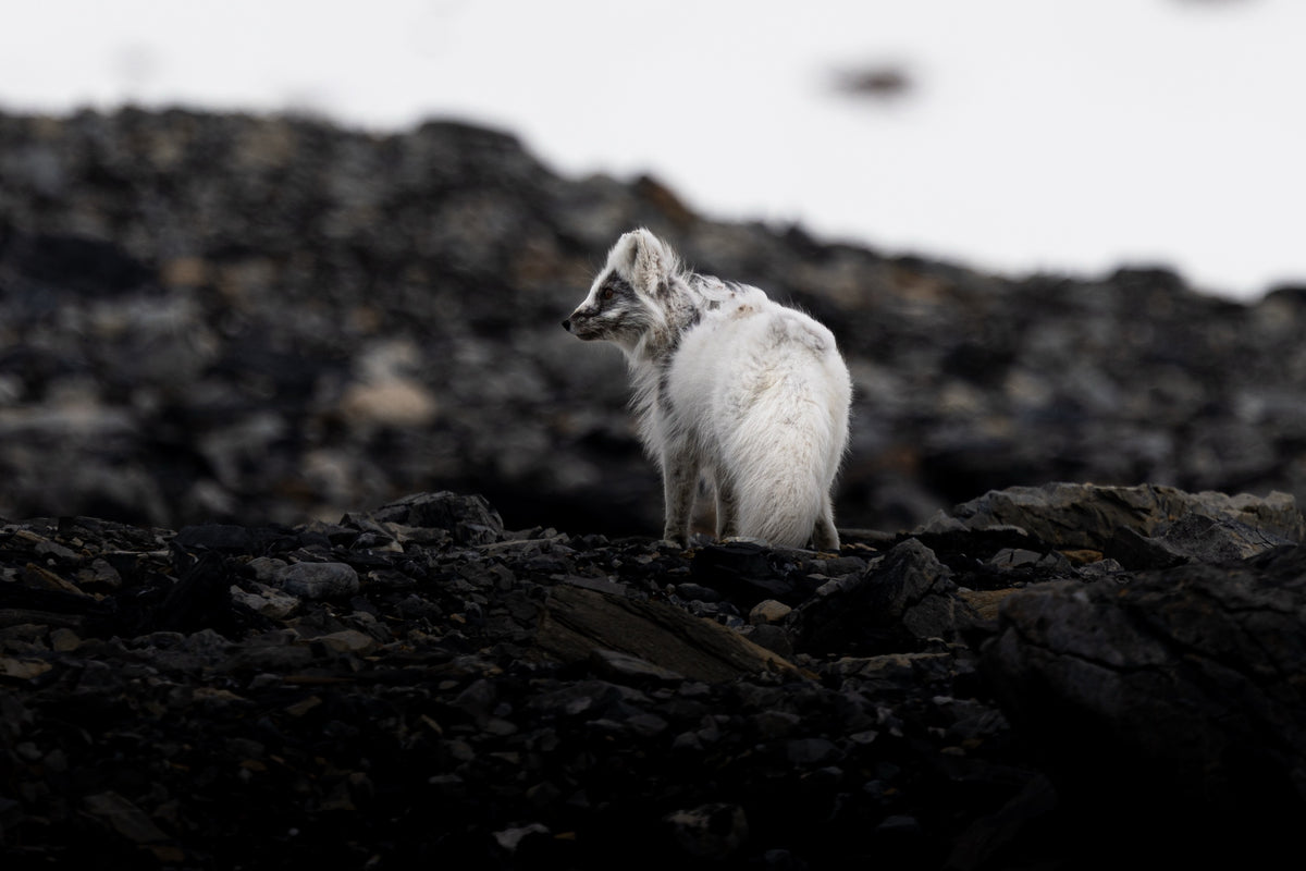 Sail & Ski Svalbard private yacht ski expedition