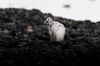 7-Day A "money-can’t-buy" experience in Svalbard incl. Photo Workshop