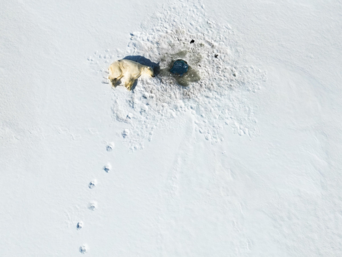 polarbear in svalbard