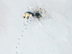 7-Day A "money-can’t-buy" experience in Svalbard incl. Photo Workshop