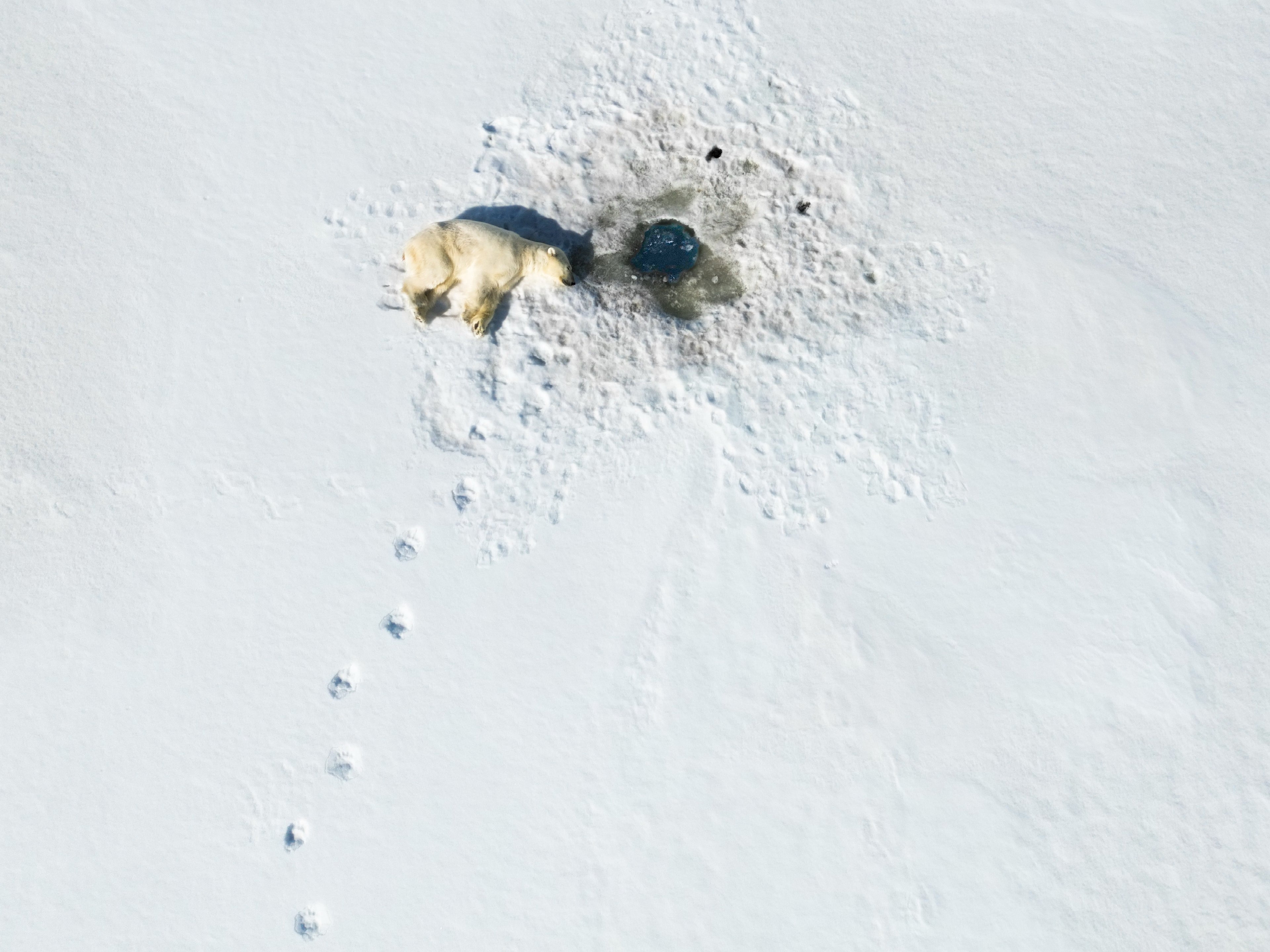 7-Day A "money-can’t-buy" experience in Svalbard incl. Photo Workshop