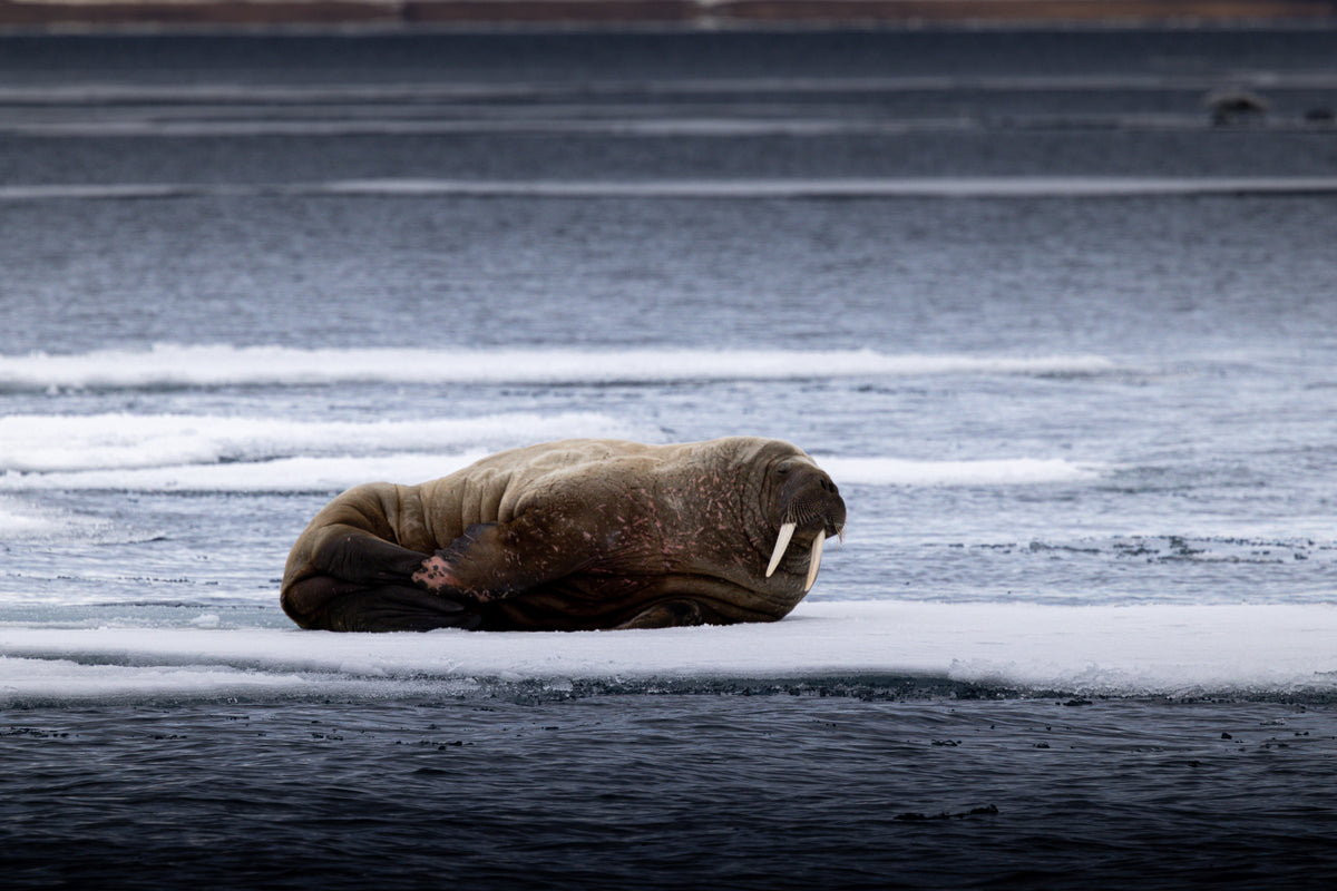 Sail & Ski Svalbard private yacht ski expedition