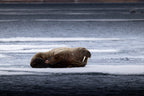 7-Day A "money-can’t-buy" experience in Svalbard incl. Photo Workshop
